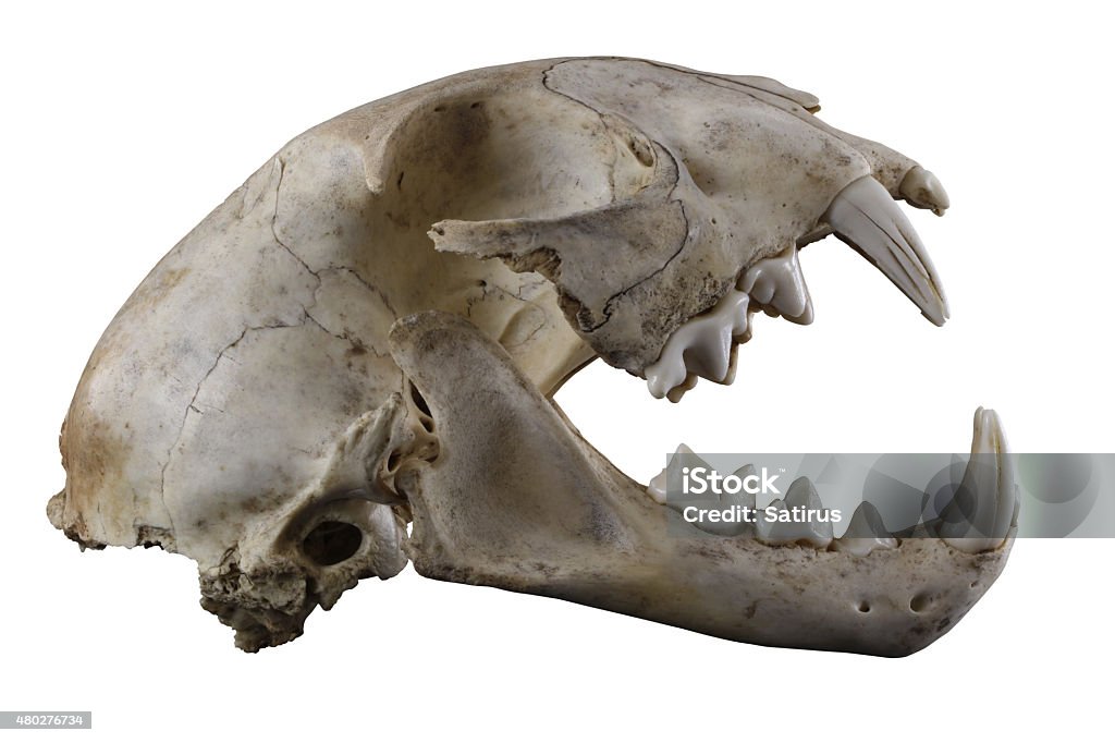 Lynx skull with big fangs isolated on a white background Skull of wild lynx (Lynx lynx) lateral view isolated on a white background. Fully opened mouth.  Undomesticated Cat Stock Photo