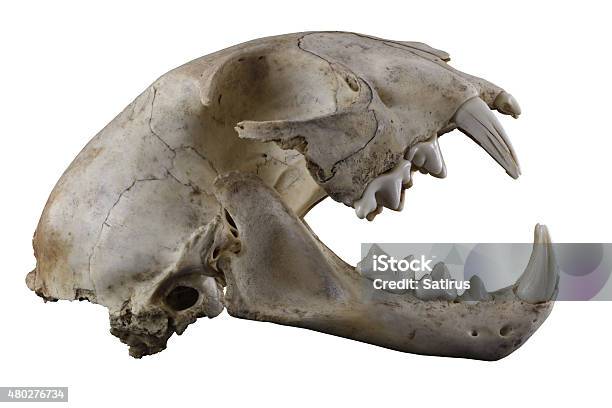 Lynx Skull With Big Fangs Isolated On A White Background Stock Photo - Download Image Now
