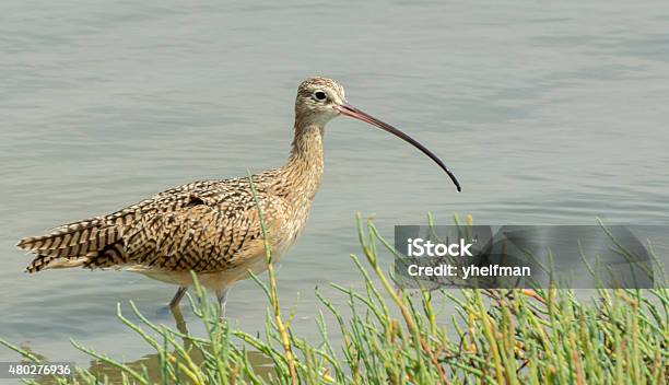 Longbilled Curlew Stock Photo - Download Image Now - 2015, Adult, Animal
