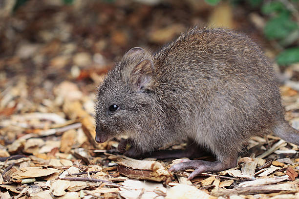 à long bec potoroo (potorous tridactylus) - potoroo photos et images de collection