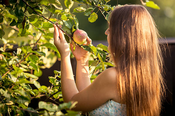 istock young woman picking apple from tree branch 480280140