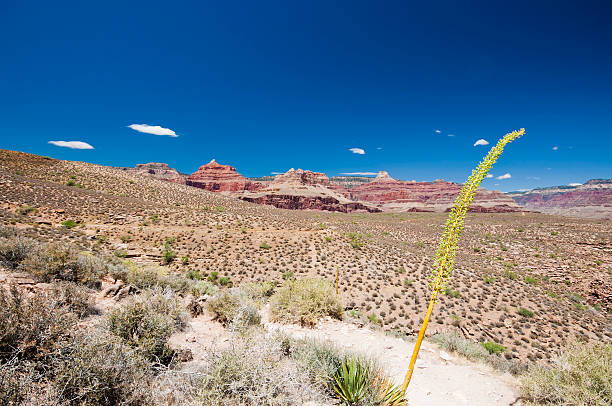 istock Grand Canyon, Colorado USA 480280676