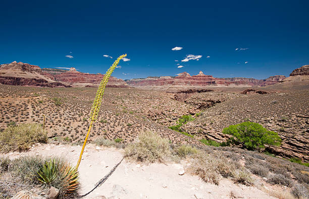 istock Grand Canyon, Colorado USA 480280678