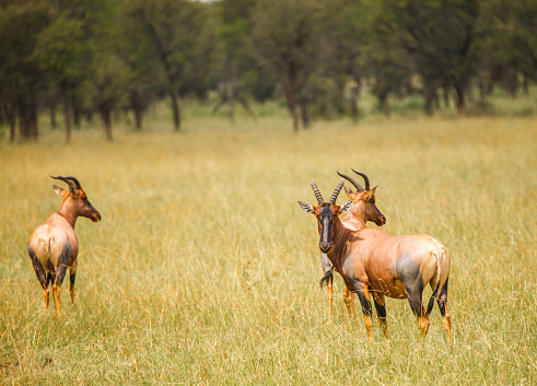 topi in wild Tanzania