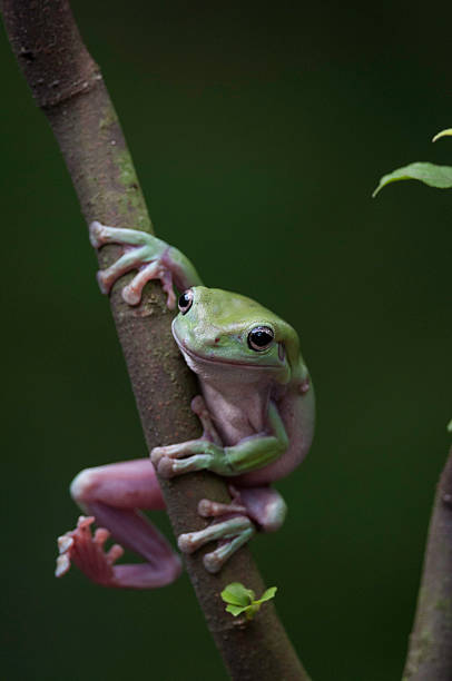 Tree Frog stock photo