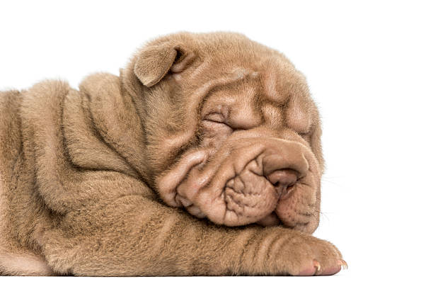 Close-up of a Shar Pei puppy sleeping, isolated on white