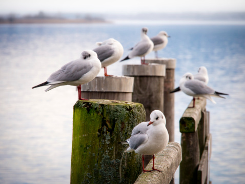 wooden jetty with sea gull (96)