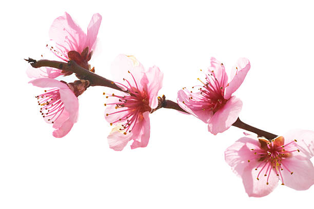 istock Almond pink flowers 480286301