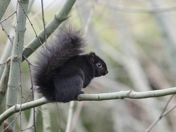 istock Black Form of the Eastern Gray Squirrel 480287264