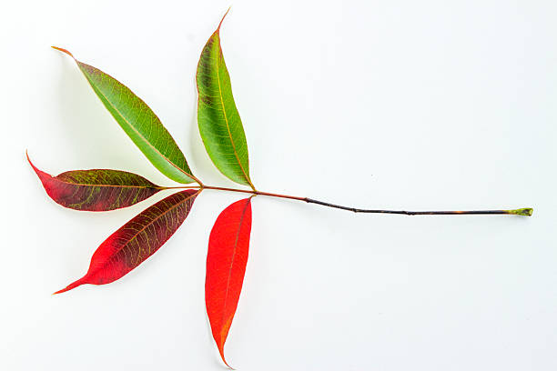 istock Colorful autumn leaves 480287476