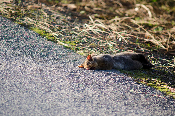 Grey Possum WELLSFORD, NZ - JULY 28:Run over Possum on July 28 2013.It brought from AUS in 1837 for fur industry attempt that failed.Today 50M Possums are disliked animal in NZ due to damage to nature and farmland possum nz stock pictures, royalty-free photos & images