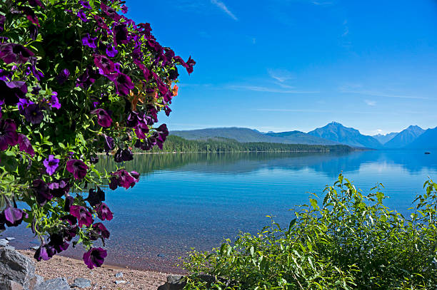 istock Hanging basket at Lake MacDonald 480288722