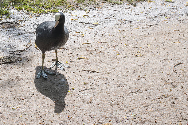 Eurasian Coot, Coot, Fulica atra on land and grass