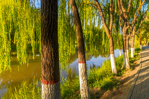 Weeping willow with long green branches over the calm river water. Beauty nature backgrounds