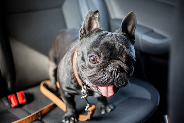 istock french bulldog in car 480290178