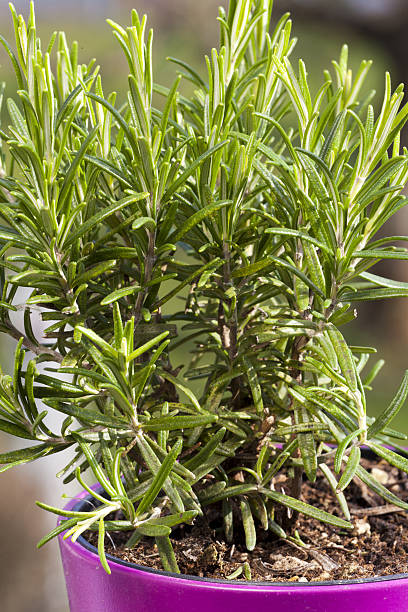 istock Rosemary plant in a pot 480291175