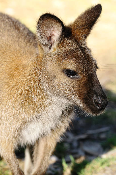 bennet ワラビー - wallaby kangaroo australian culture australia ストックフォトと画像