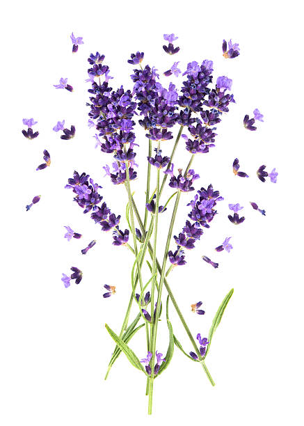 istock Lavender flowers isolated on white. Fresh provencal plant 480291758