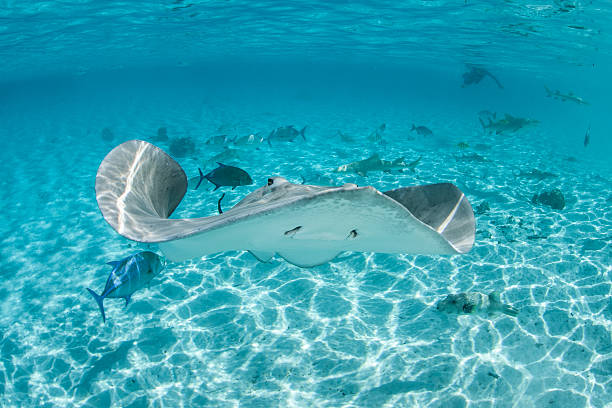 tahití pastinaca en la laguna - south pacific ocean island polynesia tropical climate fotografías e imágenes de stock