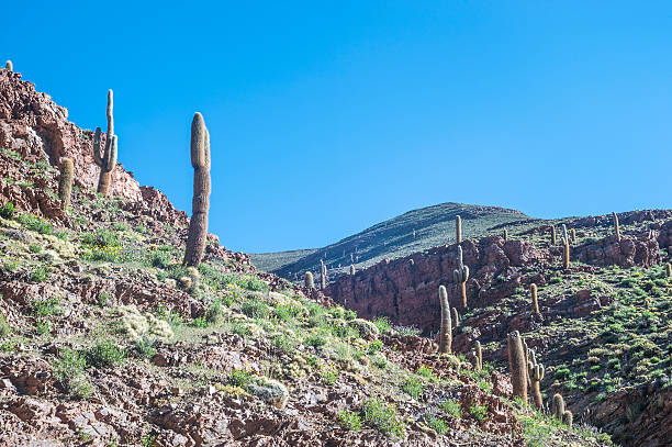 Moon and giant cactus in salar of uyuni