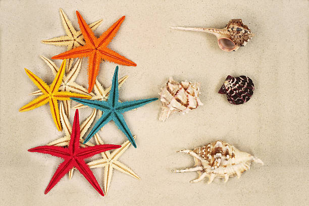 istock Sea shells and Starfishes on the sand 480294530