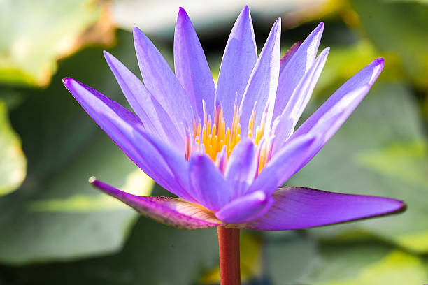 istock Beautiful purple water lilly or lotus 480295207