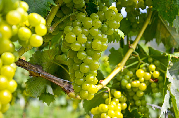 White wine: Vine with grapes before vintage - harvest, Southern Styria Austria