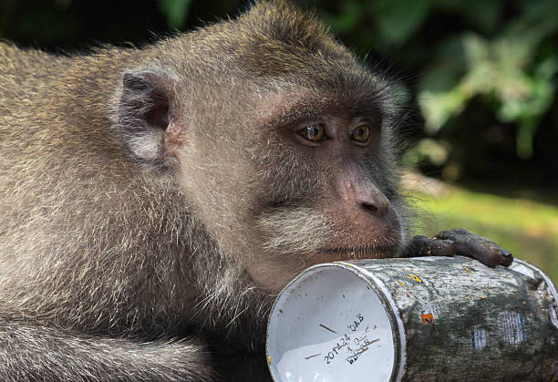 istock Thoughtful Monkey Holding Spray Paint Can In The Bushes 480296138
