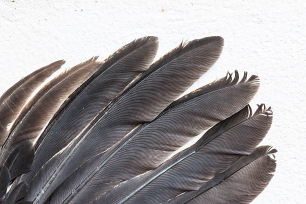 istock Bright brown feather group of some bird 480296237