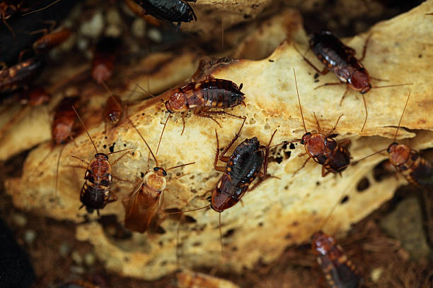 istock Turkestan cockroach (Blatta lateralis), also known as the rusty 480296844