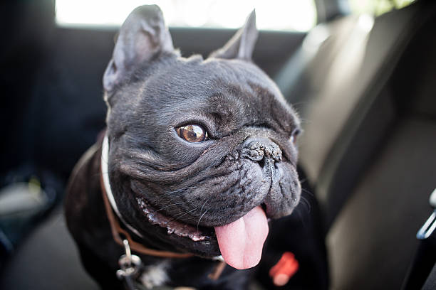 istock french bulldog in car 480296848
