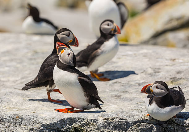 istock Seabirds in Breeding Season 480296884