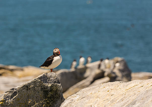 papagaio-do-mar comum (fratercula artica) na reserva de aves marinhas - artica - fotografias e filmes do acervo