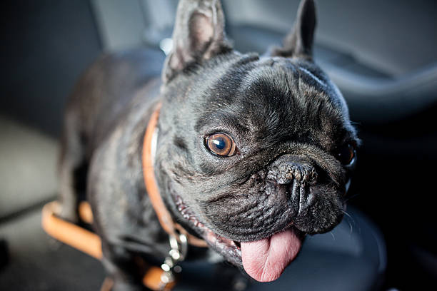 istock french bulldog in car 480297018