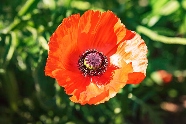 pojedyncze kolorowe czerwony mak - red poppies audio zdjęcia i obrazy z banku zdjęć