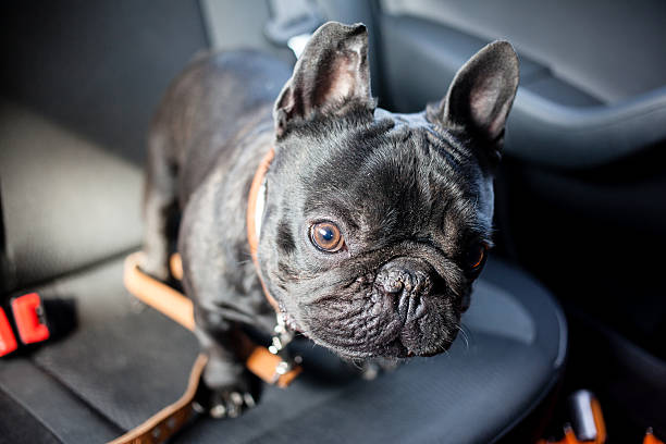 istock french bulldog in car 480297066