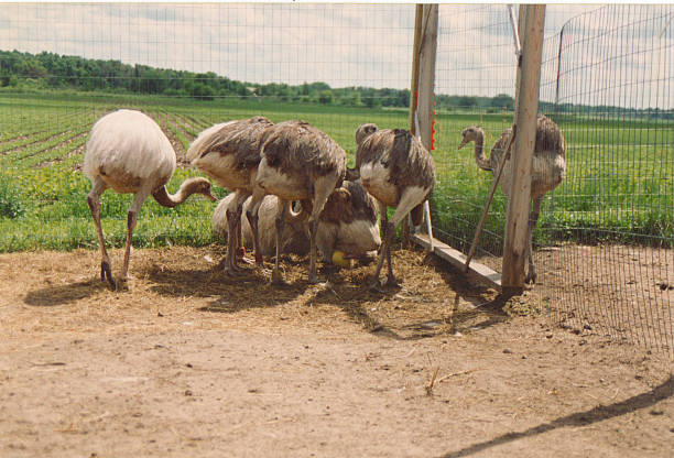 rhea egg laying 2 stock photo