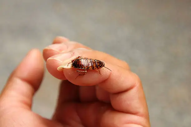 Photo of Cockroach on the hand