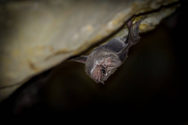 istock Close up of Long-winged Tomb Bat(Taphozous longimanus) 480297438