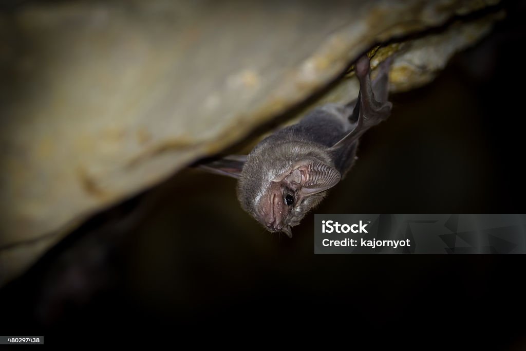 Close up of Long-winged Tomb Bat(Taphozous longimanus) Close up of Long-winged Tomb Bat(Taphozous longimanus)  in nature in very dark cave at Khaoyoi , Petchaburi,Thailand 2015 Stock Photo