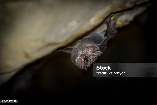 Close Up Of Longwinged Tomb Bat Stock Photo - Download Image Now