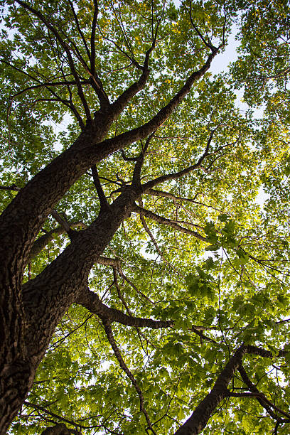 istock Trunk and branches of the oak tree 480298250