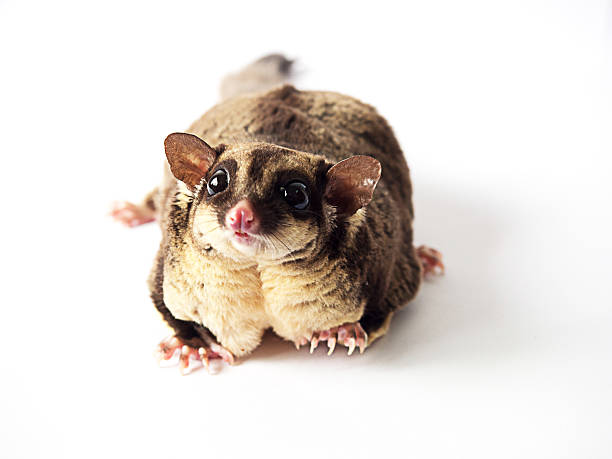 istock Obesity or Fat of Sugar glider isolated on white background. 480298398