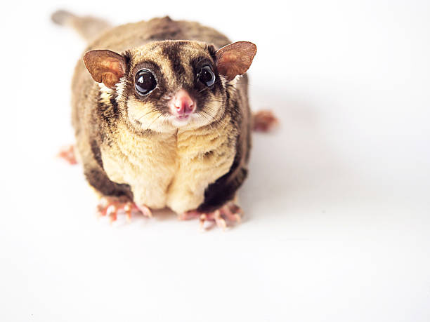 istock Obesity or Fat of Sugar glider isolated on white background. 480298406