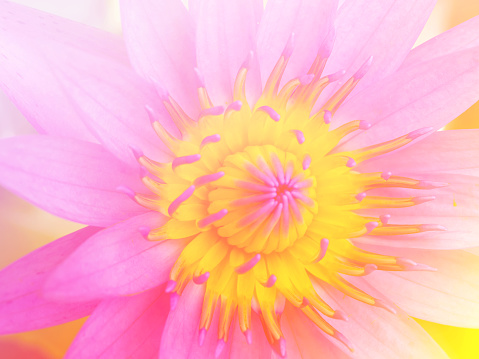 Close up of Soft yellow and pink color of the lotus flower in the garden. It was beautifully blooming.