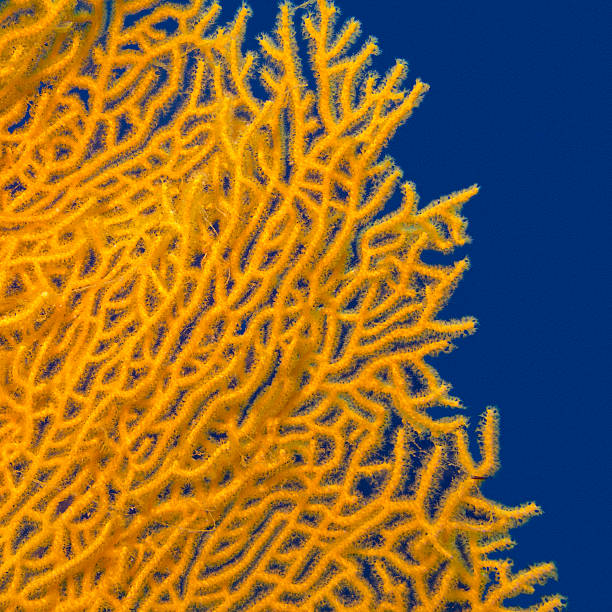 istock gorgonian on a background of blue water , underwater 480299554