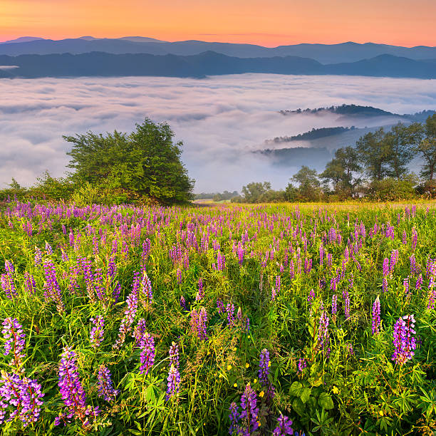 istock Field of blooming lupine in the mountains 480299607