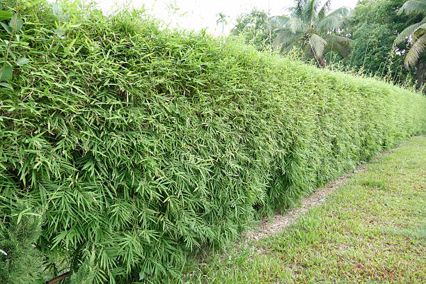 istock bamboo tree in the garden 480299684
