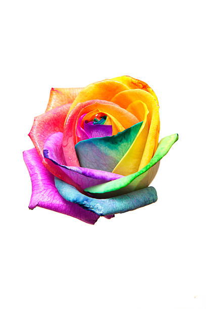 istock Bud rainbow roses on white background 480302699