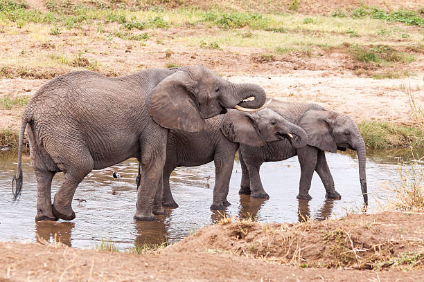istock Elephants drinking water in the Tarangire River 480303772
